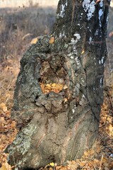 tree birch hollow nature material natural forest background background autumn fallen foliage close-up tank landscape September beautiful emptiness in the trunk of a tree tree, nature, wood, forest, ba