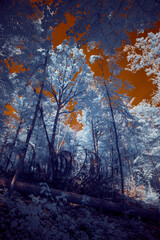 Infrared Photo - A surreal dramatic forest with a burning sky in infrared light shining throu the...