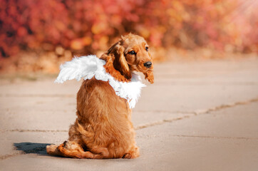 english cocker spaniel cute puppy for a walk in autumn park
