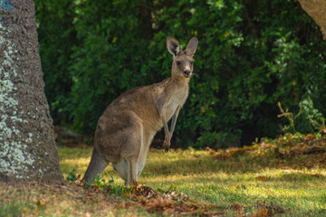 Kangaroos In the Wild in Goodna, Queensland Australia, Near abandoned buildings under tree
