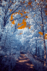 A surreal dramatic forest with a burning sky in infrared light shining throu the blue leafs -...