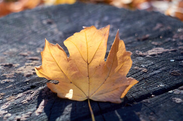 Naklejka na ściany i meble Yellow maple leaf on sunlight