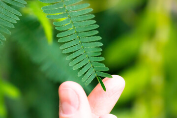 Touching Mimosa pudica green leaves by human hand fingers causing leaf to close. Shy plant called sensitive, sleepy, action plant, touch-me-not, shameplant, Morivivi. Small leaflets start to fold up.