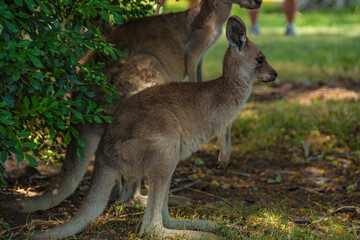 Kangaroos In the Wild in Goodna, Queensland Australia, Near abandoned buildings under tree
