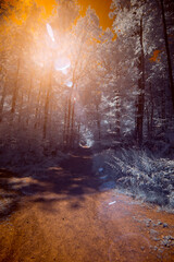 A surreal dramatic forest with a burning sky in infrared light shining throu the blue leafs -...