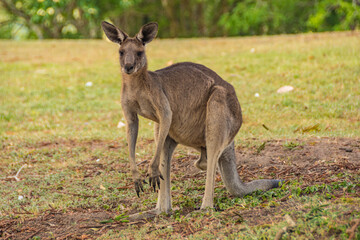 Kangaroos In the Wild in Goodna, Queensland Australia, Near abandoned buildings under tree

