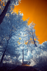 A surreal dramatic forest with a burning sky in infrared light shining throu the blue leafs -...