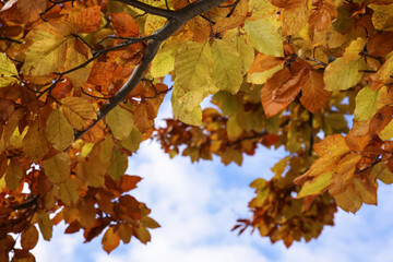Branches with beautiful leaves against blue sky in autumn, closeup