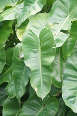 fresh green arum leaf in nature garden