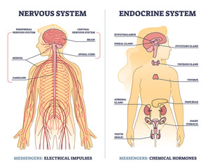 Nervous system vs endocrine with messengers differences outline diagram. Labeled educational electrical impulses and chemical hormones centers in human body vector illustration. Anatomical scheme. - obrazy, fototapety, plakaty