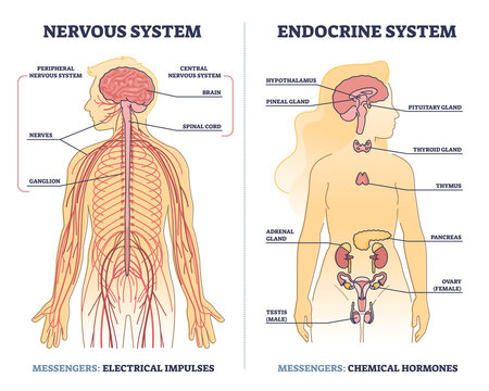 Nervous system vs endocrine with messengers differences outline diagram. Labeled educational electrical impulses and chemical hormones centers in human body vector illustration. Anatomical scheme.