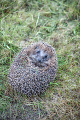 Hedgehog curled up in a ball on green grass