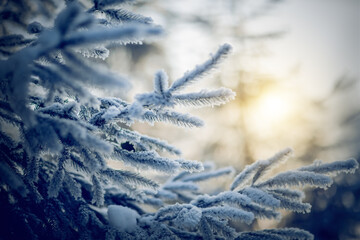 Branches of spruce in frost and snow. Winter
