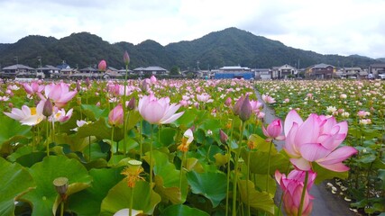 ピンクの蓮の花（兵庫県・姫路市）