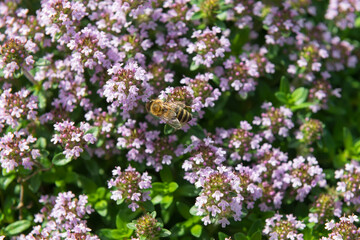 Bee on lavender flowers collects nectar