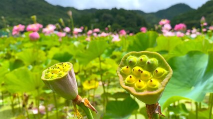 蓮のガク（花托）・蓮の花（兵庫県・姫路市）