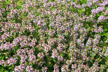 Lavender flowers on a field on a summer day