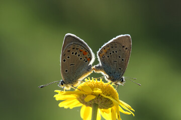 Fototapeta na wymiar Copulating Greek Mazarine Blue (Polyommatus bellis) butterflies