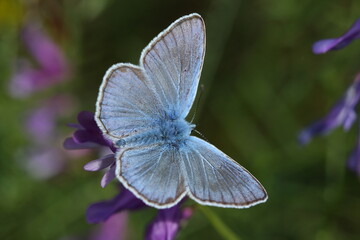 Upperwings of Greek Mazarine Blue (Polyommatus bellis) butterfly