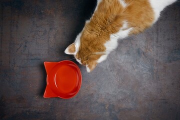 Cute tabby Cat looking to a emty red food dish, seen directly from above.