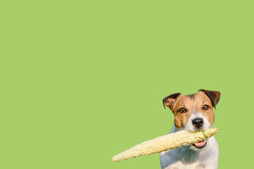 Concept of raw vegan food for domestic pets with dog holding fresh corn cob in mouth on solid color...