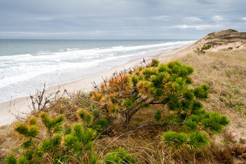 Fototapeta na wymiar Deserted sandy beach and blue ocean on autumn day in Cape Cod