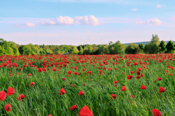Fototapeta na wymiar field of poppies and sky