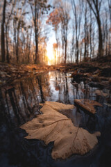 Autumn day. Yellow orange maple leaf floating in lake. Vibrant color of fall season of nature. Calm forest park. Reflection of blue sky in clean water surface of pond.