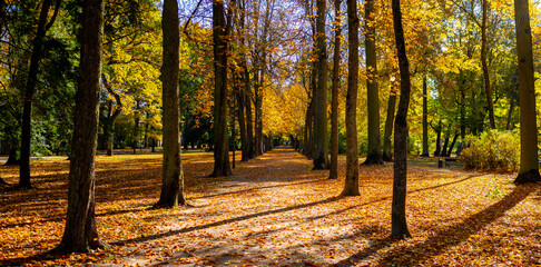 Plakat Allee mit Herbstlaub und intensiver goldener Herbstfärbung