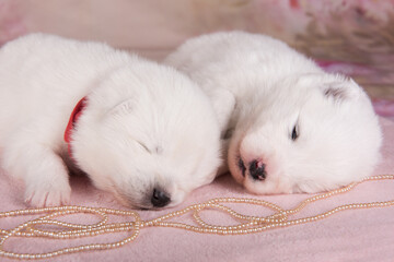 Two small two weeks age cute white Samoyed puppies dogs are sleeping