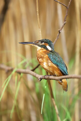 Common kingfisher sitting on a branch. Alcedo atthis
