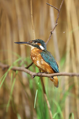 Common kingfisher sitting on a branch. Alcedo atthis