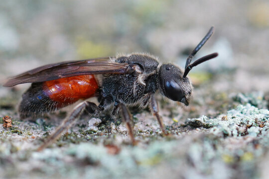 Closeup on a a beautiful red kleptoparasite blood bee , Sphecodes species