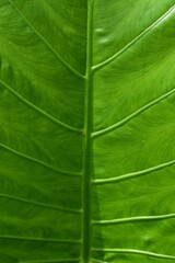 background  ,texture and closeup   of   leaf.Pattern of midrip ,veins and small nettled vein structure .greenish  colour.
