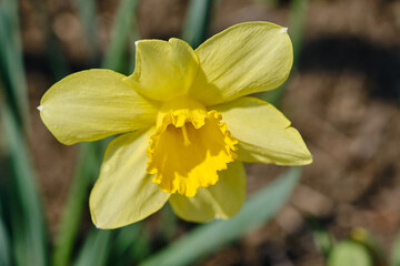 Fototapeta premium Yellow narcisses in spring with a blurred background