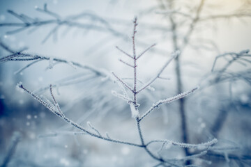 The bushes is covered with frost.