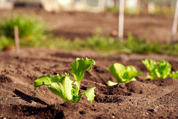 Lettuce seedlings growing outdoors in a garden in sunlight
