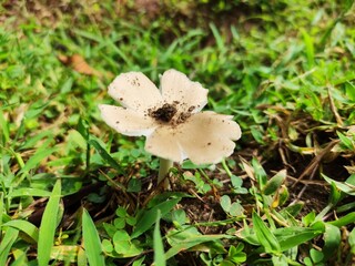 mushroom in the forest