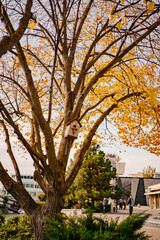 birdhouse on an autumn tree. the beauty of nature and the care of birds. 
