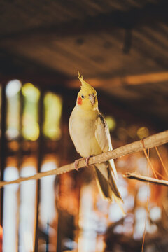 Domestic cockatiel parrot sitting on branch of tree