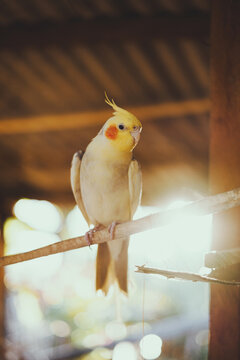 Domestic cockatiel parrot sitting on branch of tree
