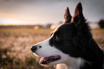 Primer plano Border Collie