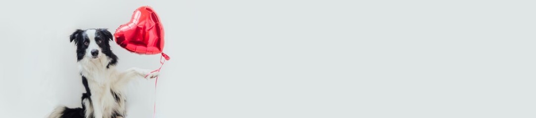 St. Valentine's Day concept. Funny portrait cute puppy dog border collie holding red heart balloon in paw isolated on white background. Lovely dog in love on valentines day gives gift. banner