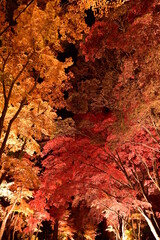 紅葉ライトアップ