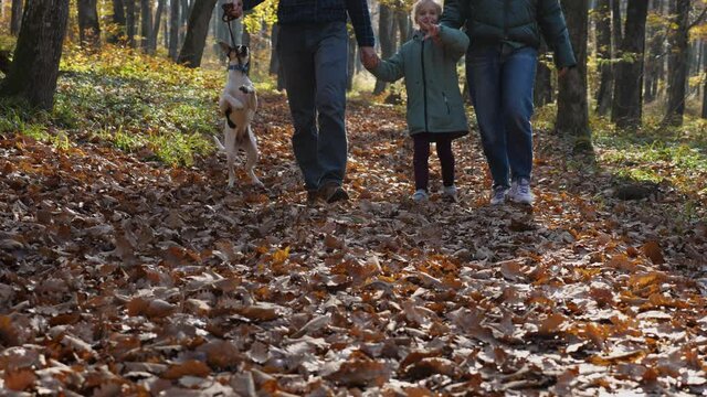 A man, woman, and child walk hand in hand through a park. The man is leading his dog on a leash. Father, mother and daughter on a walk in the autumn forest. The concept of a happy family