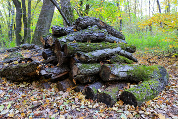 Fototapeta na wymiar old logs in forest