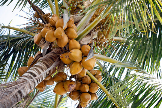 palm tree loaded with coconuts