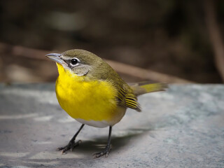 Yellow-breasted Chat posing on marble feature in mid-town Manhattan's Verizon Plaza