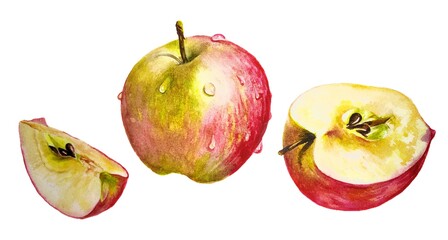 red apple cutaway in watercolor technique
