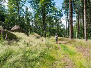Obraz na płótnie Canvas Man walking at footpath in forest glade meadow with sandstone boulders, blooming foxglove flowers and blades of grass. summer sunny day